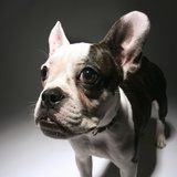 Close-up of a French bulldog