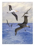 Albatrosses fly over rough waters of the sea