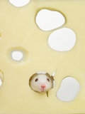 White mouse eating Swiss cheese