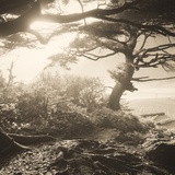 Oregon Coast Path by Tom Marks Photographic Print