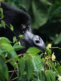 Mountain Gorilla