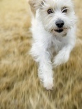Dog Running