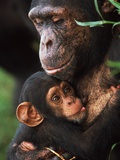 Chimpanzee Mother Nurturing Baby
