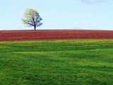 Buy Lone Tree in Spring Field Near Sussex, New Brunswick, Canada. at AllPosters.com