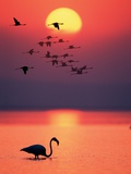 Buy Greater Flamingos at Sunset at AllPosters.com