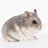 Buy Chinchilla at AllPosters.com