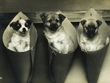 Postcard of Three Puppies Hanging in Containers on the Wall