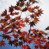Colorful leaves