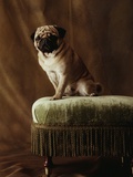 Pug Sitting on Stool