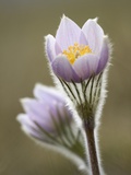 Buy Close-up of Prairie Crocus (Anenome Patens) in Bow Valley Provincial Park, Kananaskis Country, Albe at AllPosters.com