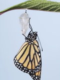 Monarch Butterfly life cycle