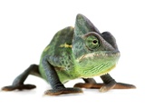Chameleon
