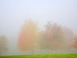 Fall trees shrouded in mist