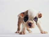 Bulldog Puppy