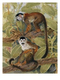Buy A Painting of Squirrel Monkeys in a Tree at AllPosters.com