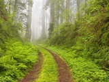 Buy Old forest road running through towering redwood trees at AllPosters.com