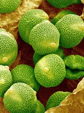 Buy Pollen of Melon at AllPosters.com