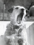 Dog Yawning