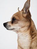 Chihuahua Photographic Print