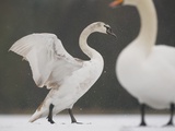 Buy Mute swans in winter at AllPosters.com