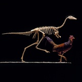 Buy Mononykus and Chicken at AllPosters.com