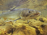 Buy Interior Bull Trout, Bulkley River, British Columbia, Canada. at AllPosters.com