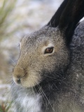 Buy Artic Hare (lepus Articus) in Summer, Churchill Manitoba, Canada at AllPosters.com