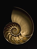 Golden nautilus shell on black sand