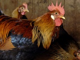 Buy Three Roosters, Riverdale Farm, Toronto, Ontario at AllPosters.com