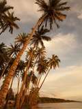 Coconut Grove, Molokai, Hawaii