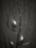 Branching Kelp