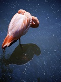 Buy Pink flamingo standing in water with reflection, Granby Zoo, Granby, Quebec at AllPosters.com