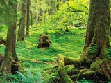 Mosses Covering Rainforest Floor