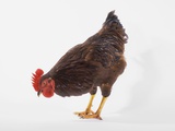 Buy Rooster at AllPosters.com