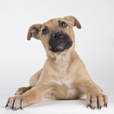 Tan Mastiff puppy