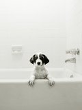 Puppy in a Bathtub