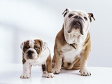 English Bulldog with Puppy