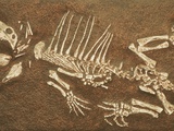 Buy Pelycosaur fossil found in Texas at AllPosters.com