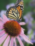 Monarch Butterfly feeding on coneflower