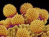 Buy Pollen on pistel of a Morning glory at AllPosters.com