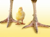Buy Tiny Chick Standing Between Adult Chickens Legs at AllPosters.com