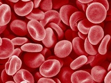 Buy Human Red blood cells at AllPosters.com