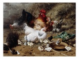 Buy A Family of Chickens at AllPosters.com