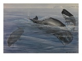 Buy A Painting of Three Sperm Whales, also known as Cachalots at AllPosters.com