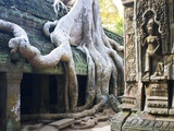 Tree roots overtaking Ta Prohm at Angkor Fotografie-Druck