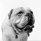 Bulldog