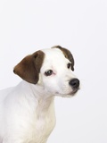Buy Curious Jack Russell Terrier Puppy at AllPosters.com