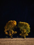 Buy Cottonwoods in Autumn at AllPosters.com