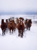 Buy Herd of Horses Running at AllPosters.com