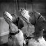 Brittany Spaniels Waiting Patiently